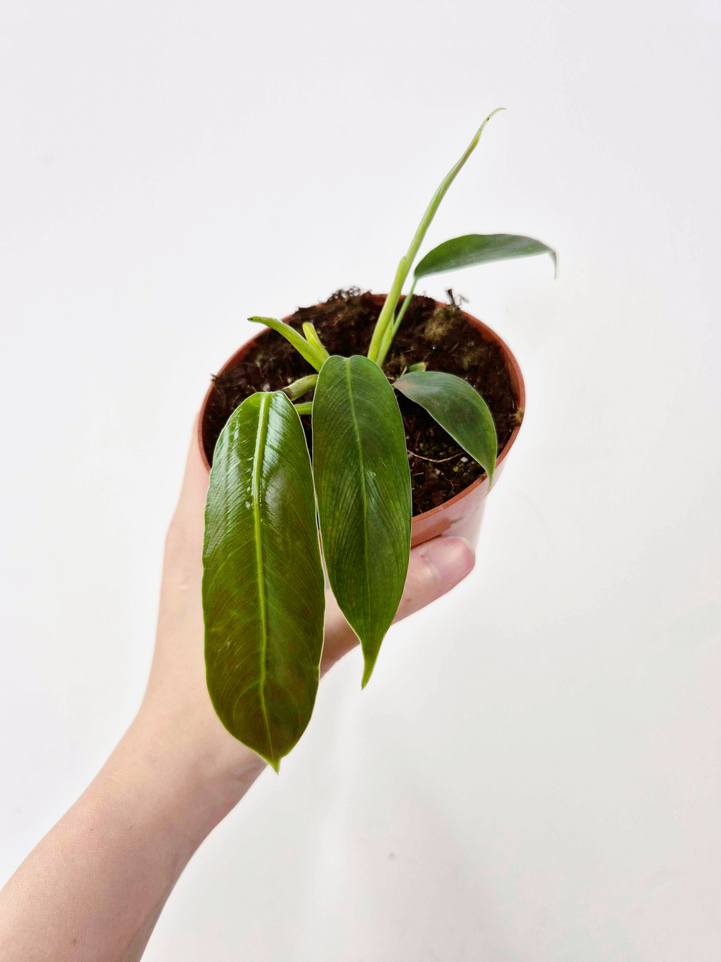 Philodendron patriciae