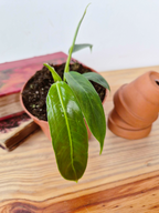 Philodendron patriciae