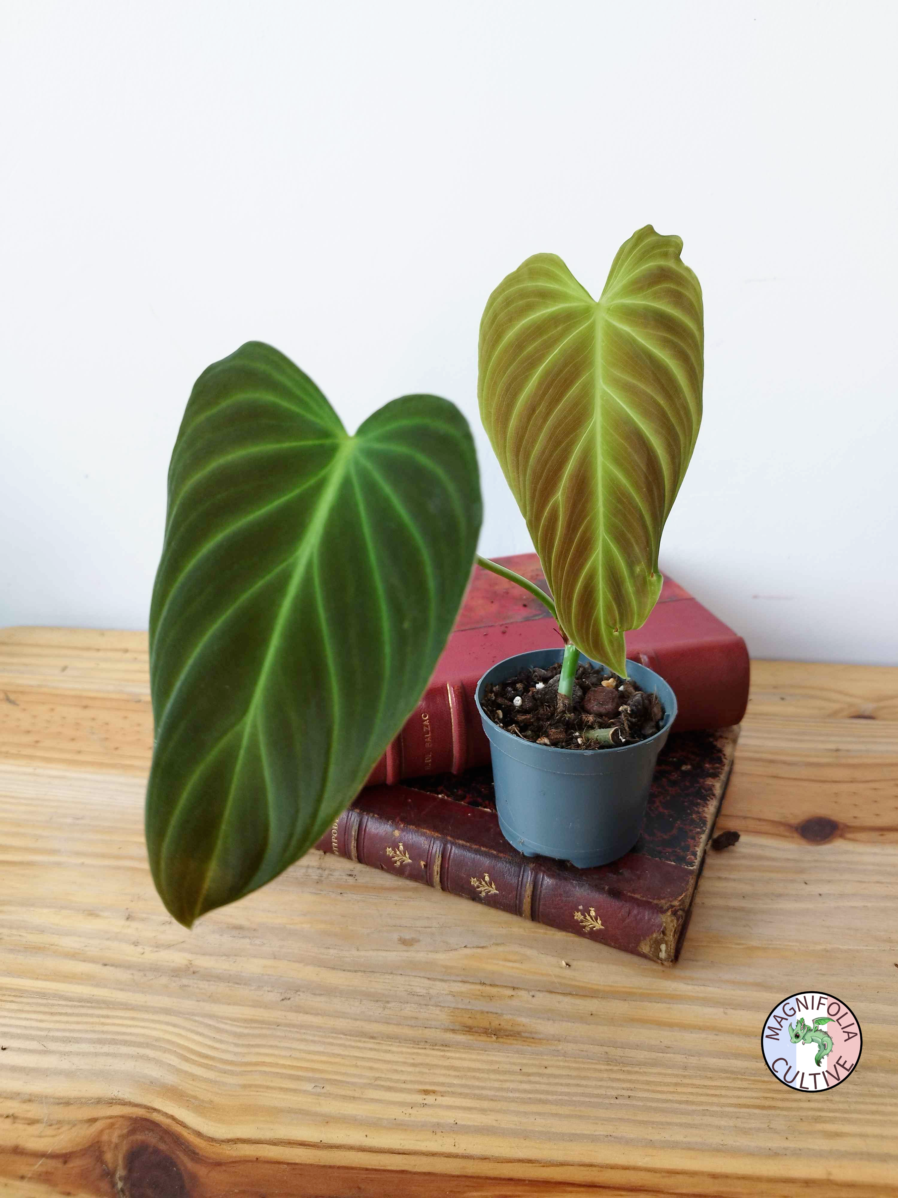 Philodendron Splendid