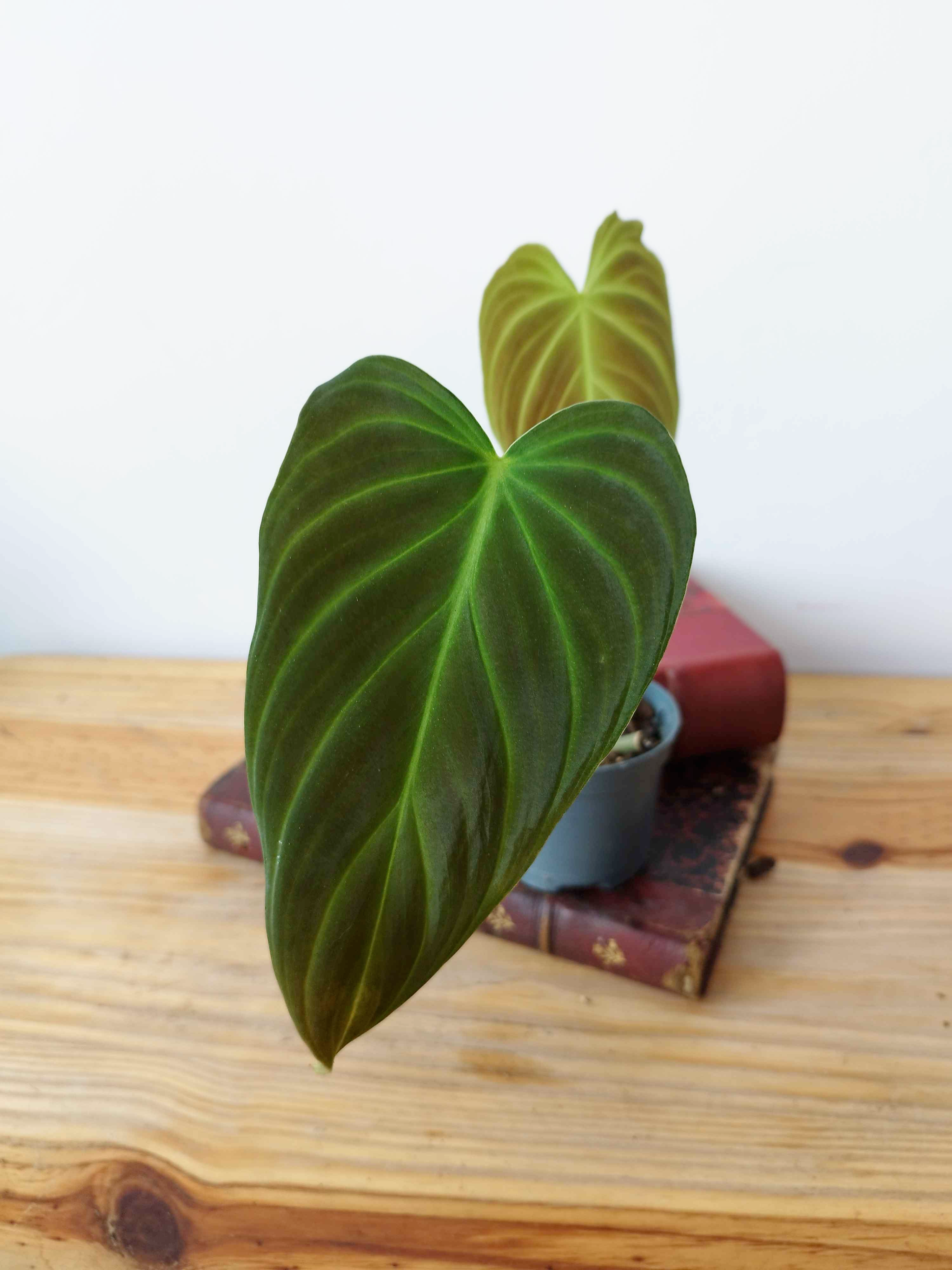 Philodendron Splendid