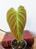 Philodendron Splendid