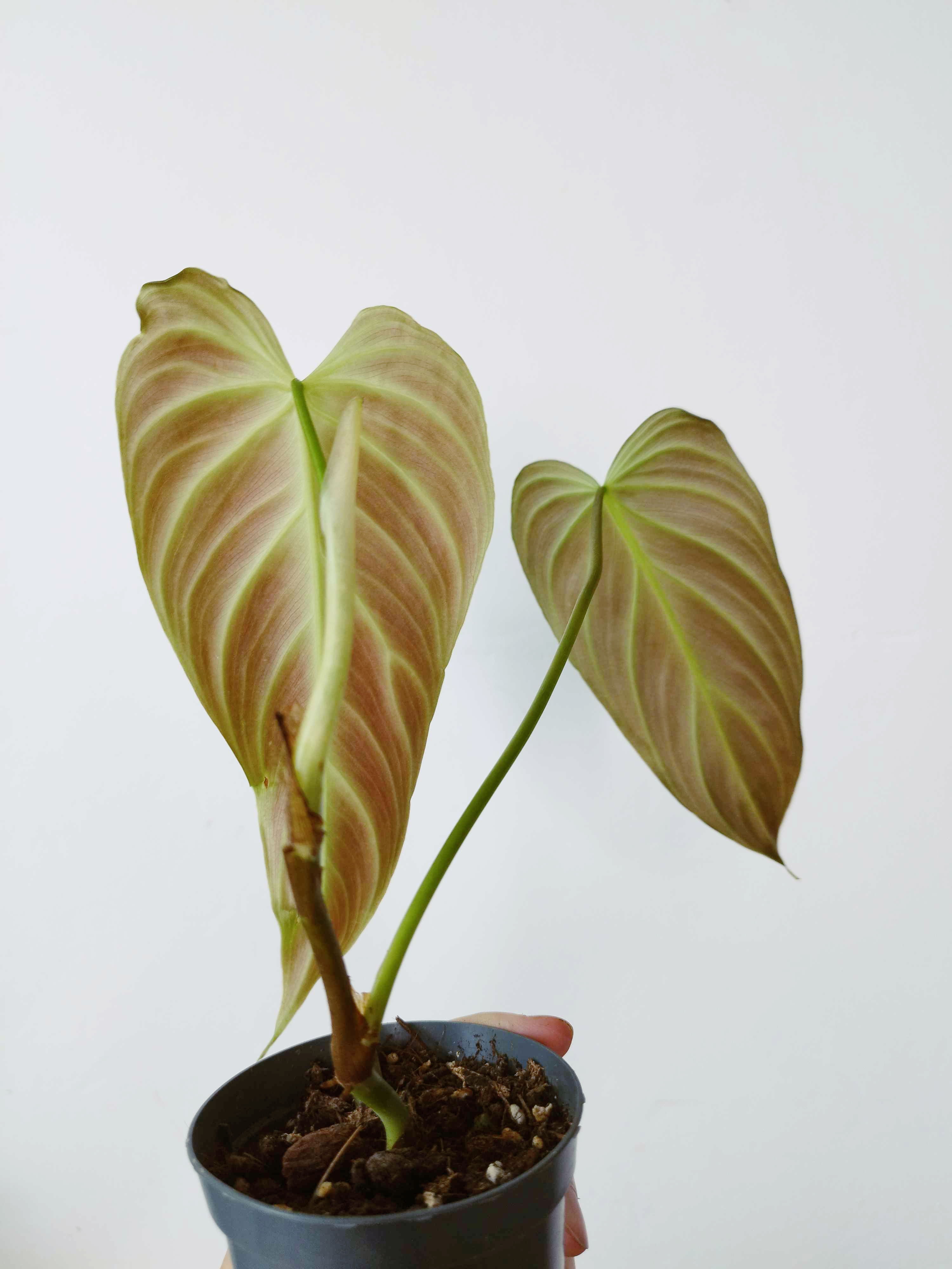 Philodendron Splendid