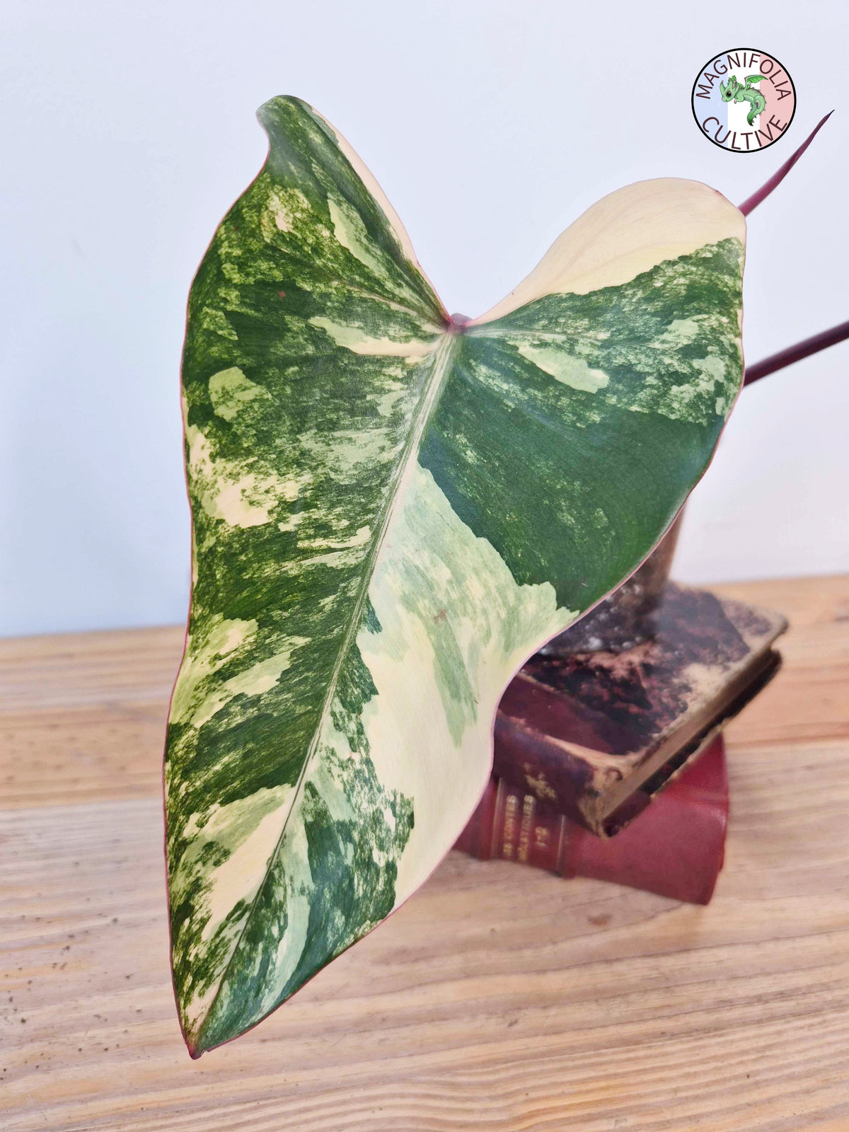 Philodendron 'Strawberry Shake'