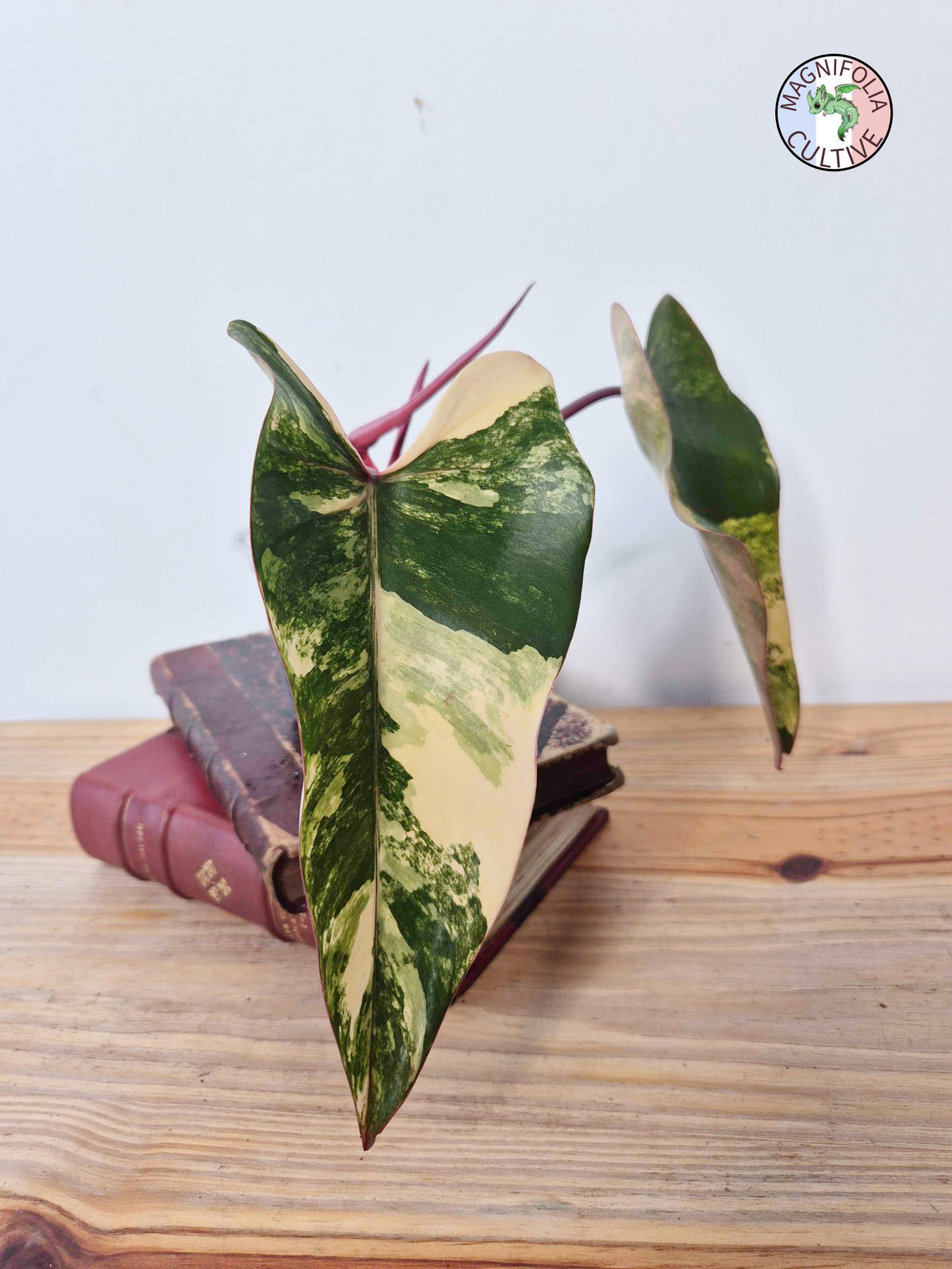 Philodendron 'Strawberry Shake'