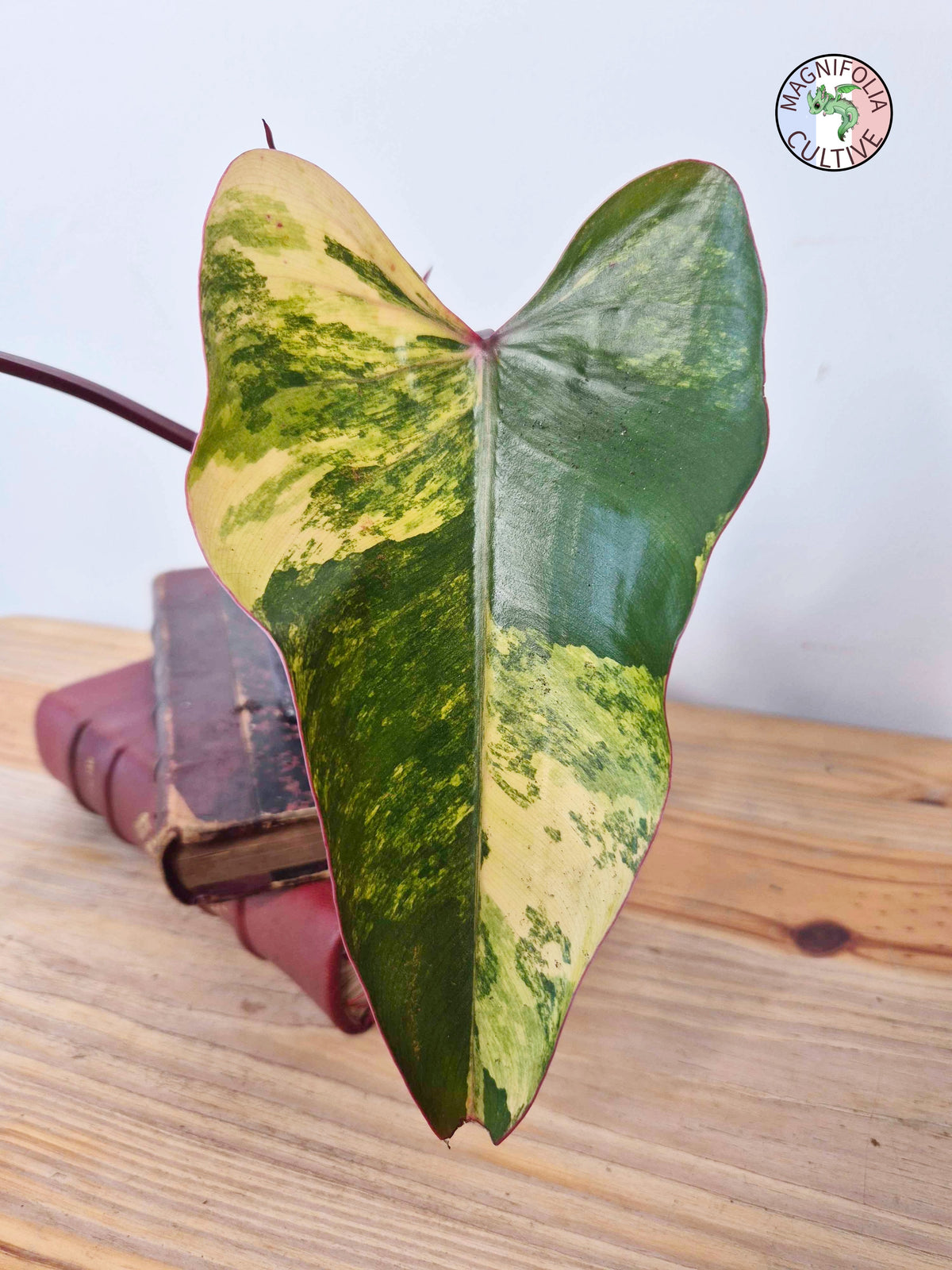 Philodendron 'Strawberry Shake'