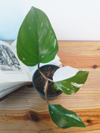 Philodendron 'White Knight'