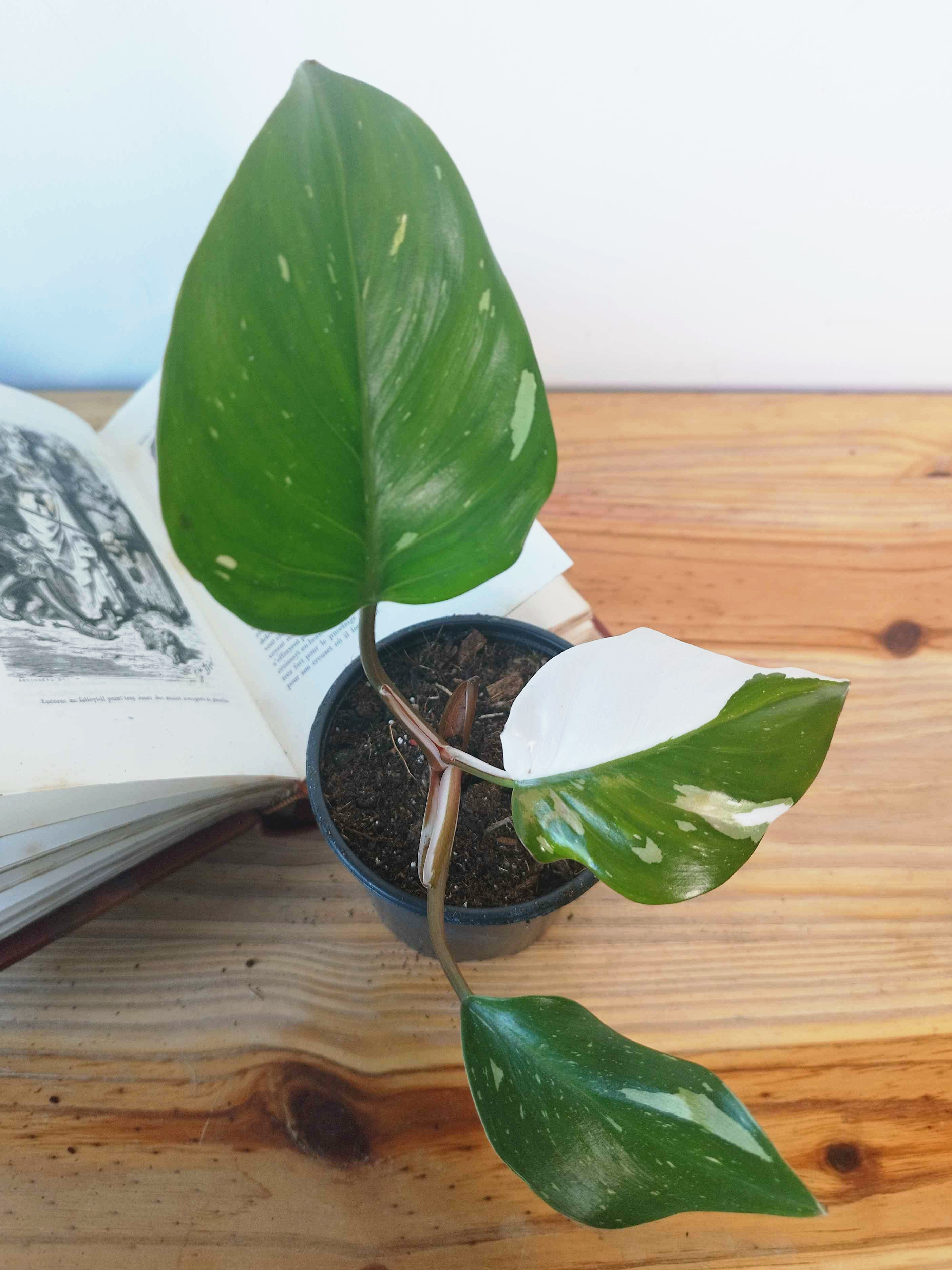 Philodendron 'White Knight'