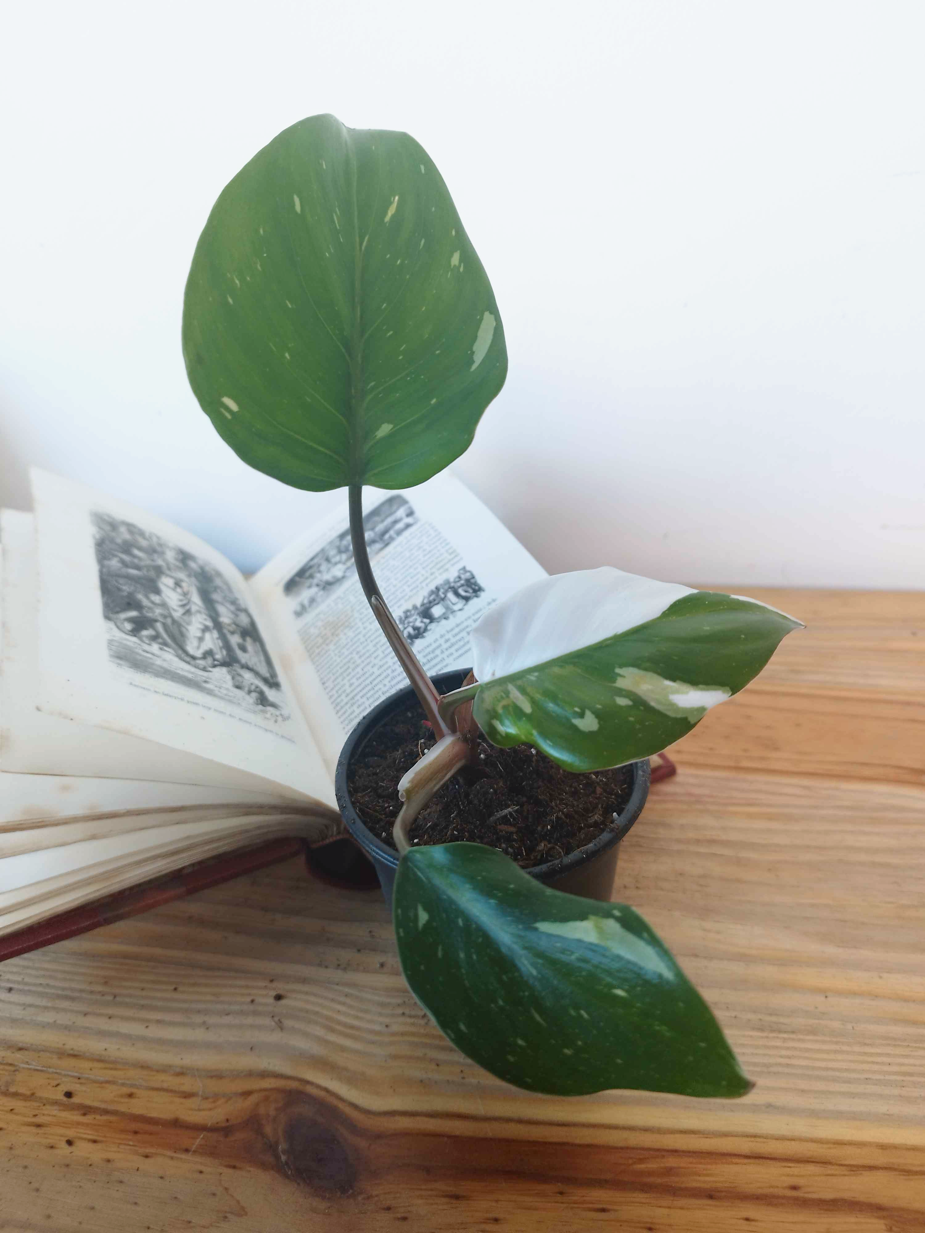 Philodendron 'White Knight'