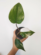 Philodendron 'White Knight'