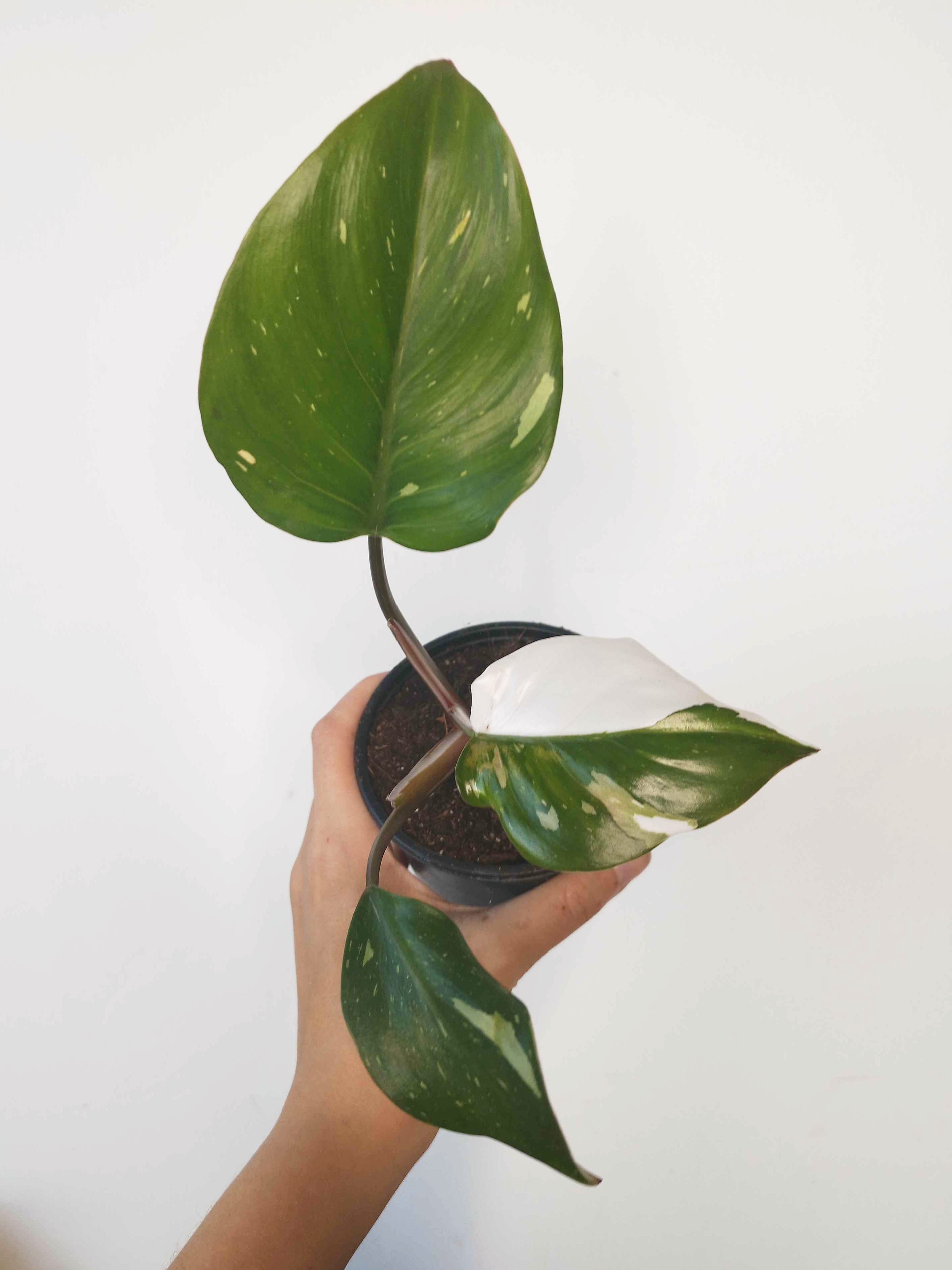 Philodendron 'White Knight'