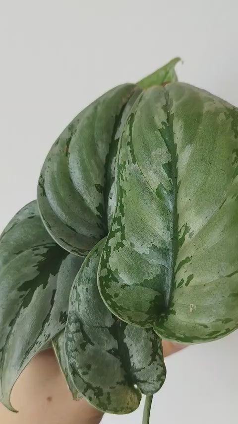 Scindapsus sp Kalimantan