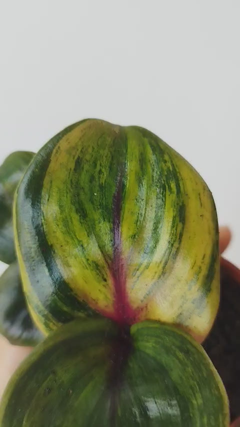 Geogenanthus ciliatus 'Aura Flame'