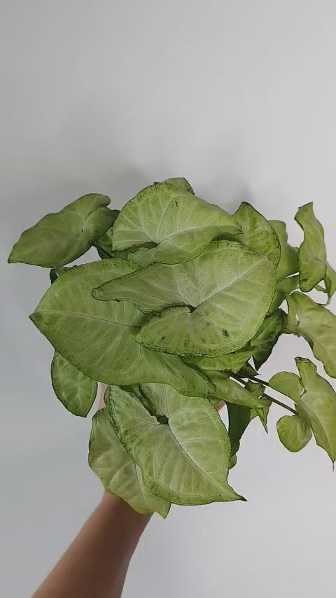 Syngonium podophyllum "Holly"