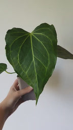 Anthurium 'Delta Force'