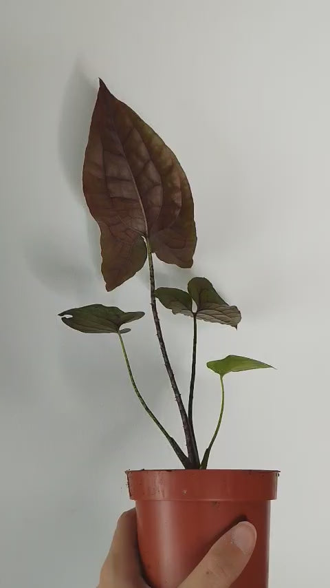 Cyrtosperma johnstonii 'Dark Form'