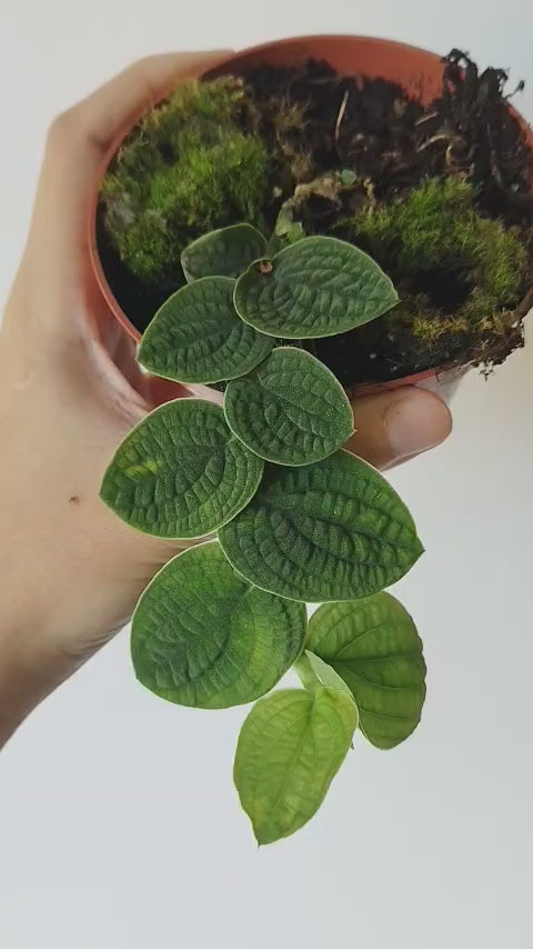 Rhaphidophora tenuis SILVER
