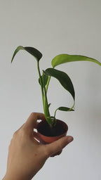 Monstera 'Burle Marx Flame'