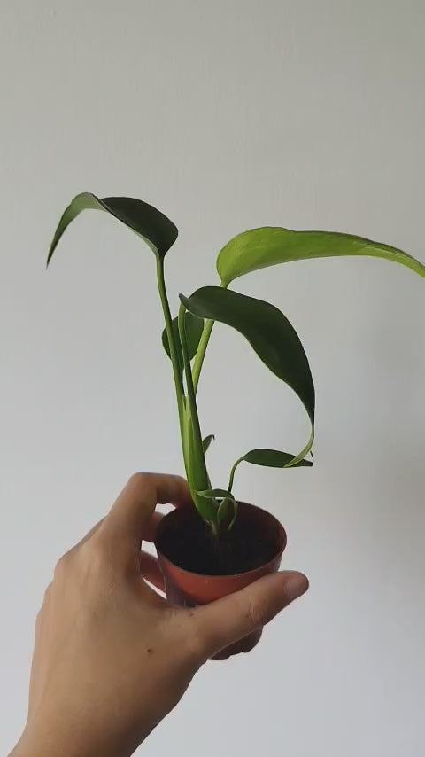 Monstera 'Burle Marx Flame'