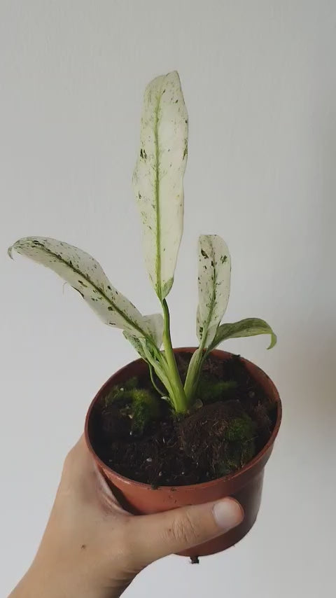 Rhaphidophora puberula Variegata