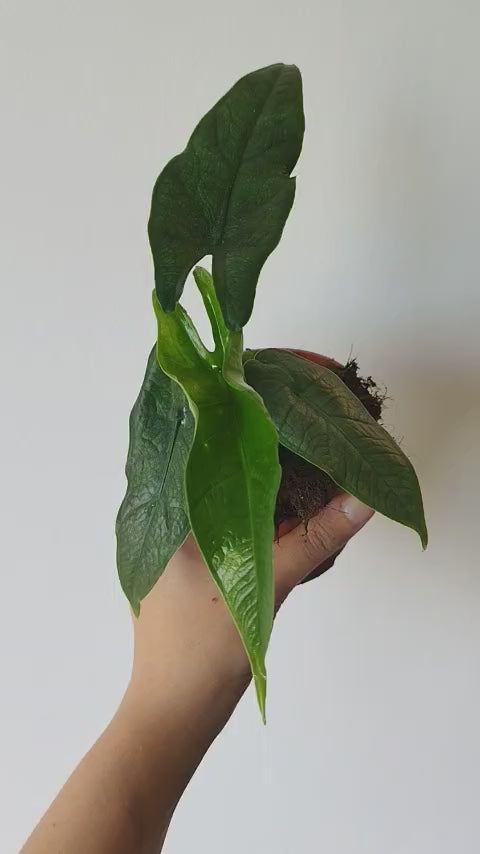 Alocasia 'Sulawesi Green Carpet'