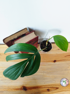 Rhaphidophora decursiva 'Dragon Tail'