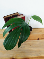 Rhaphidophora decursiva 'Dragon Tail'