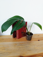 Rhaphidophora decursiva 'Dragon Tail'