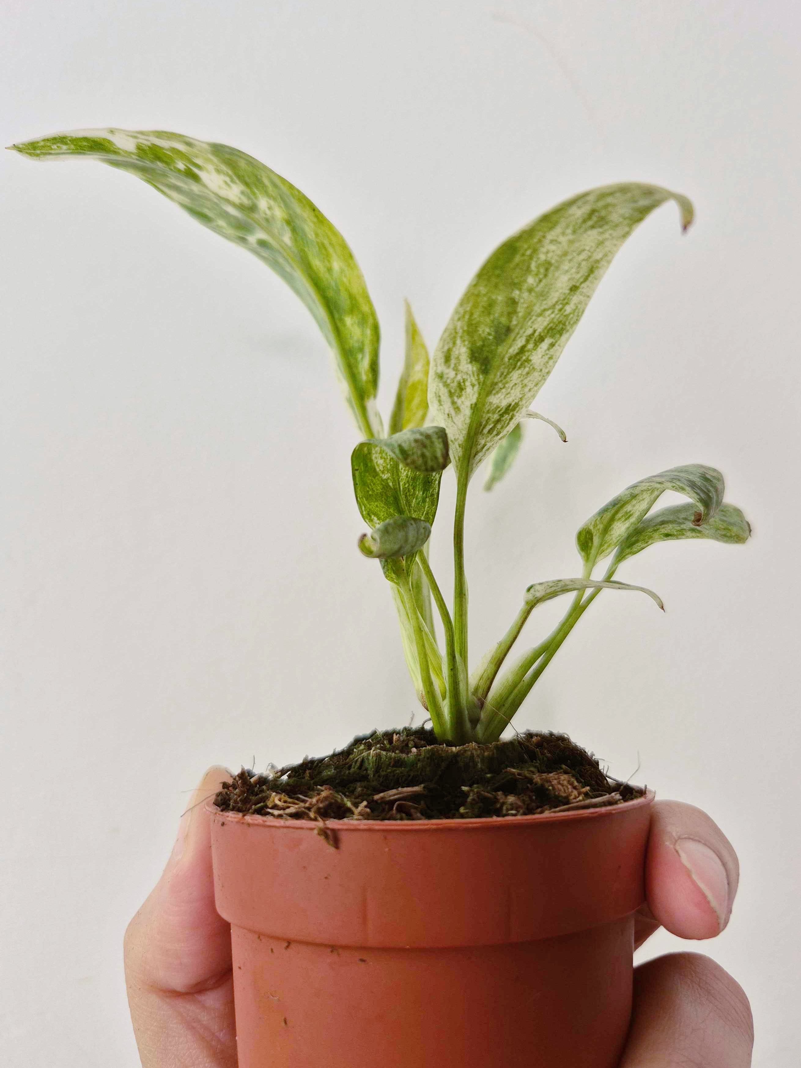 Rhaphidophora foraminifera 'Variegata'