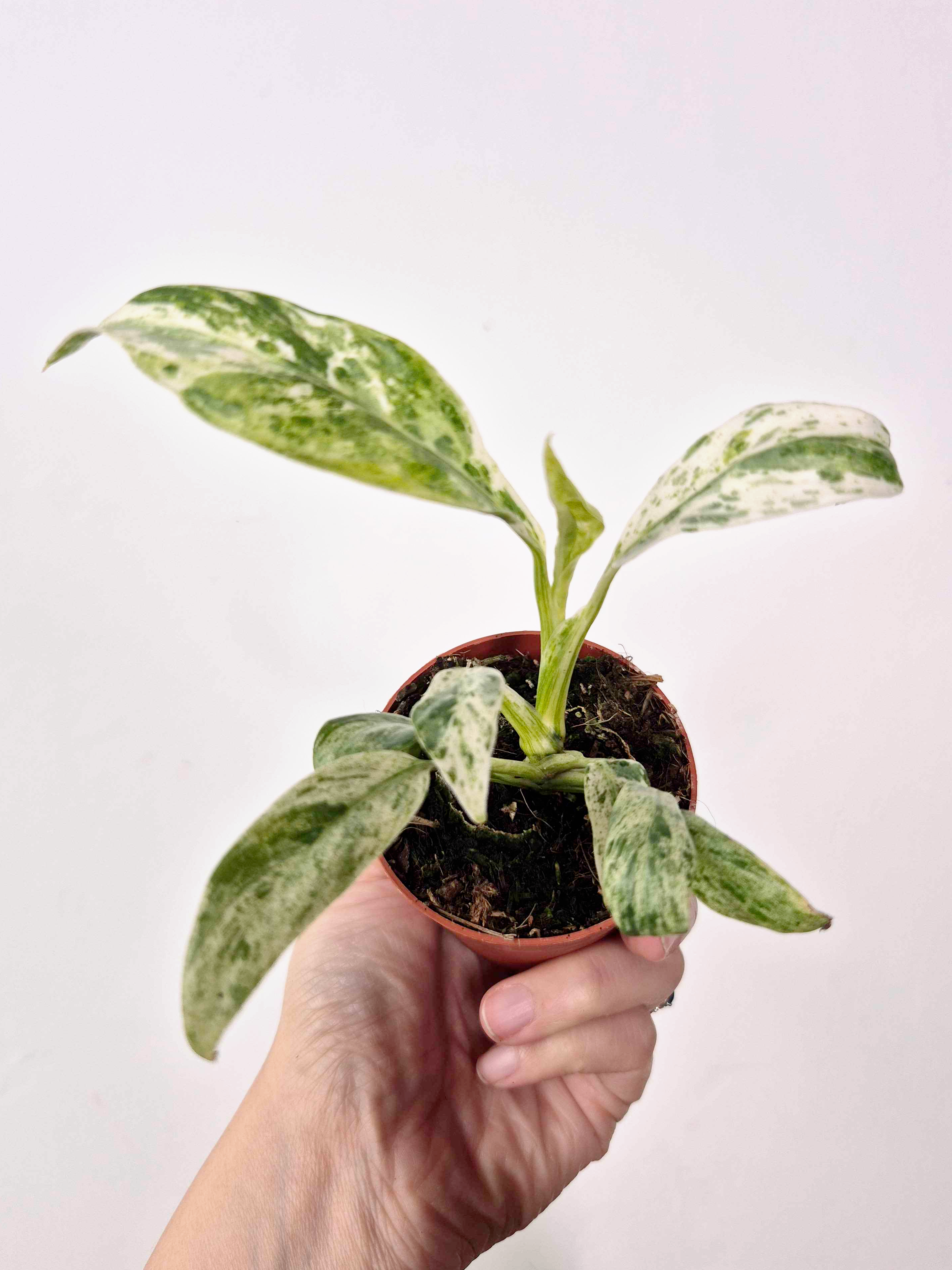 Rhaphidophora foraminifera 'Variegata'