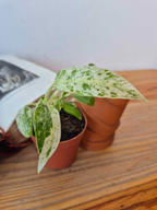 Rhaphidophora foraminifera 'Variegata'