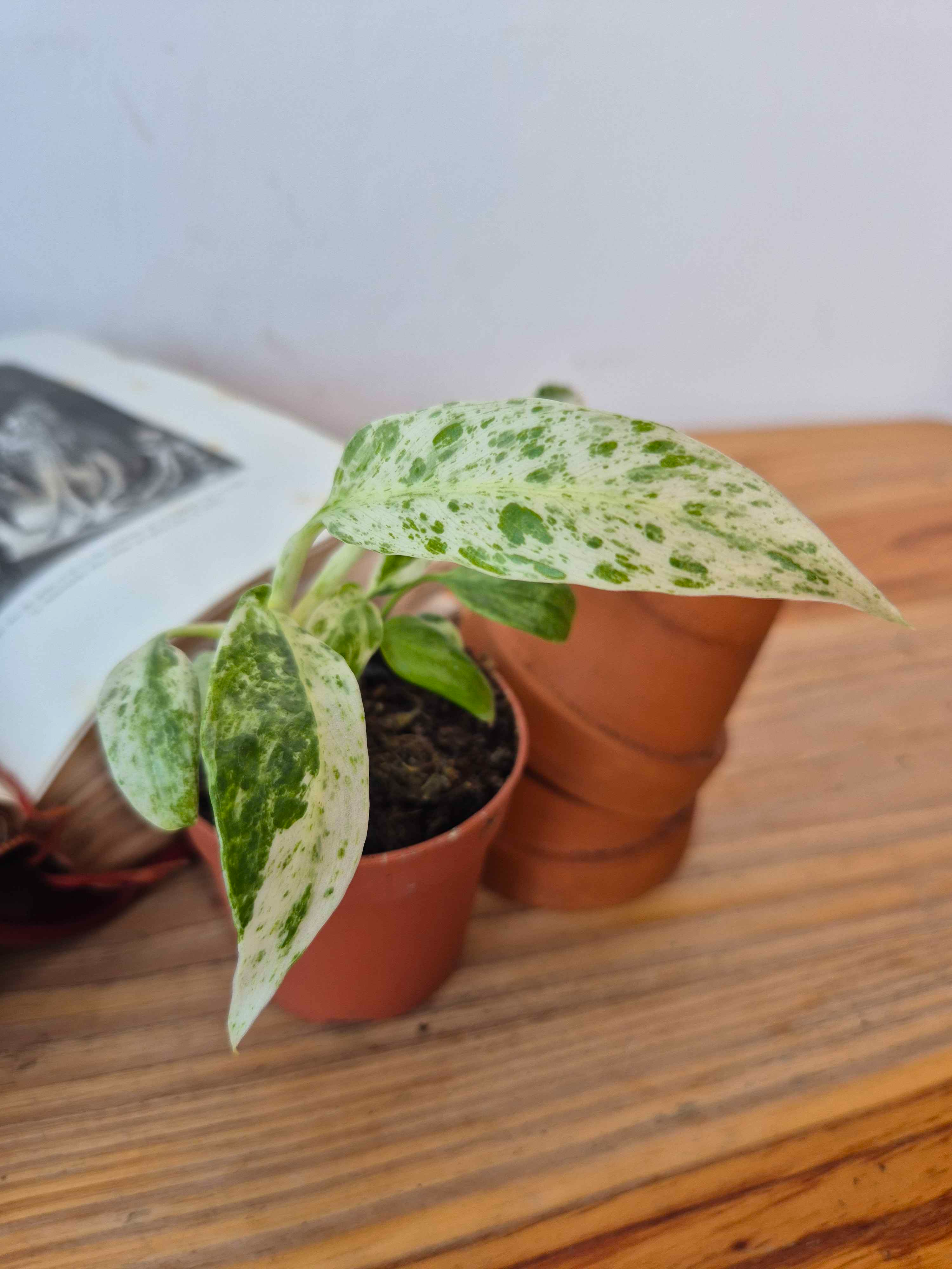 Rhaphidophora foraminifera 'Variegata'