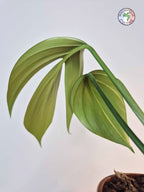 Rhaphidophora nicolsonii