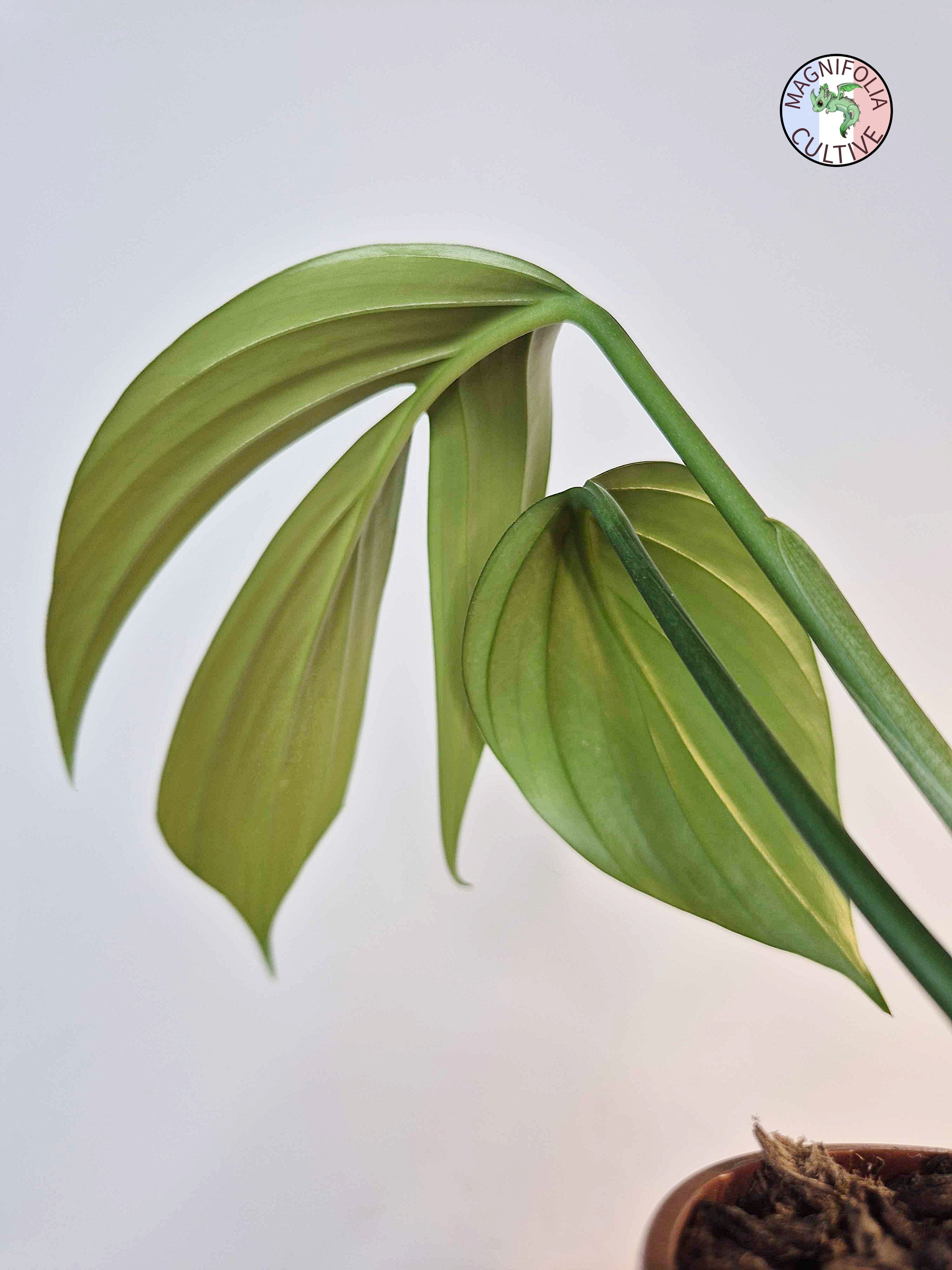 Rhaphidophora nicolsonii