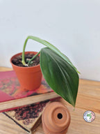 Rhaphidophora nicolsonii