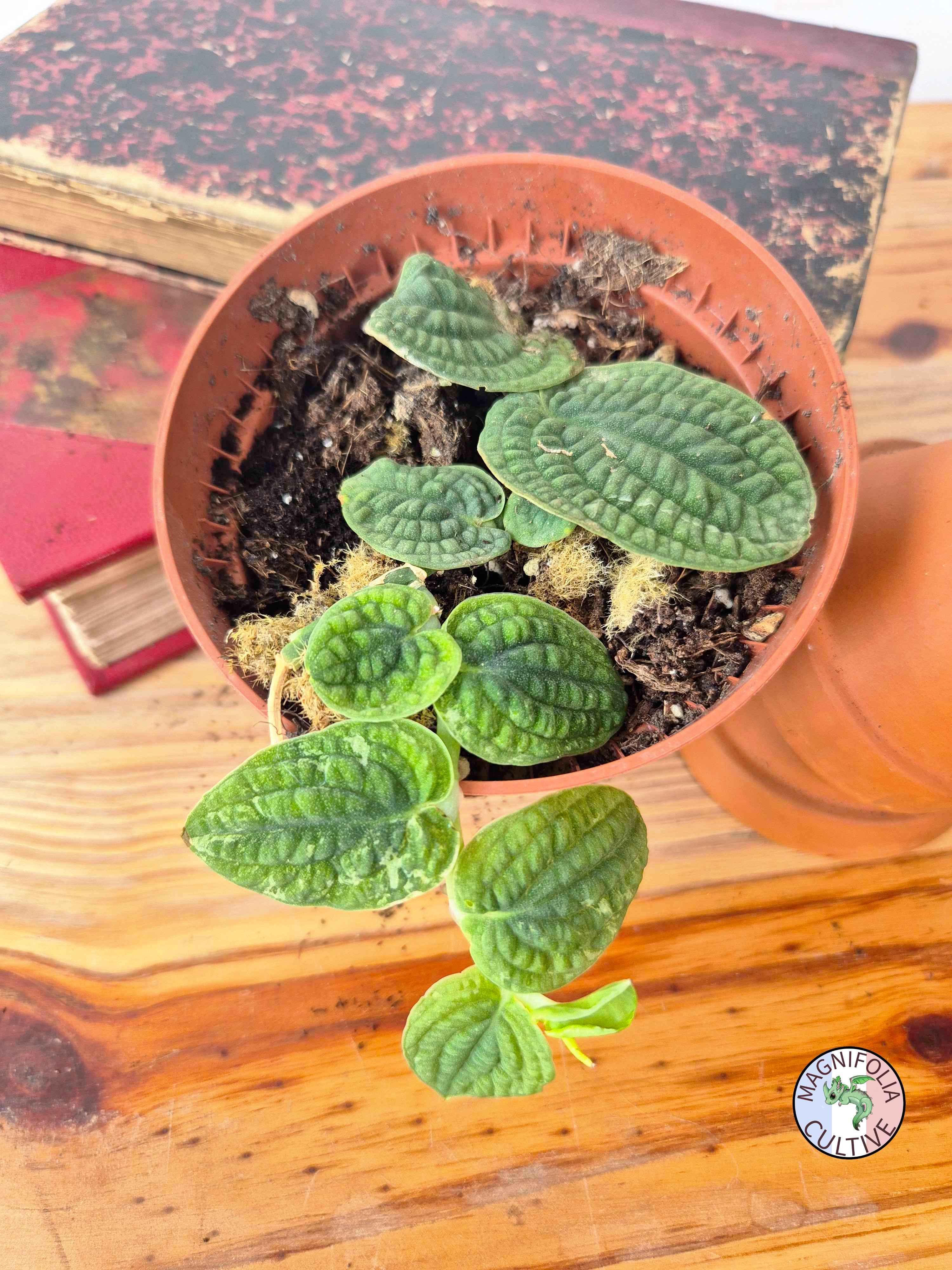 Rhaphidophora tenuis SILVER