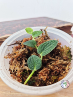 Rhaphidophora tenuis SILVER