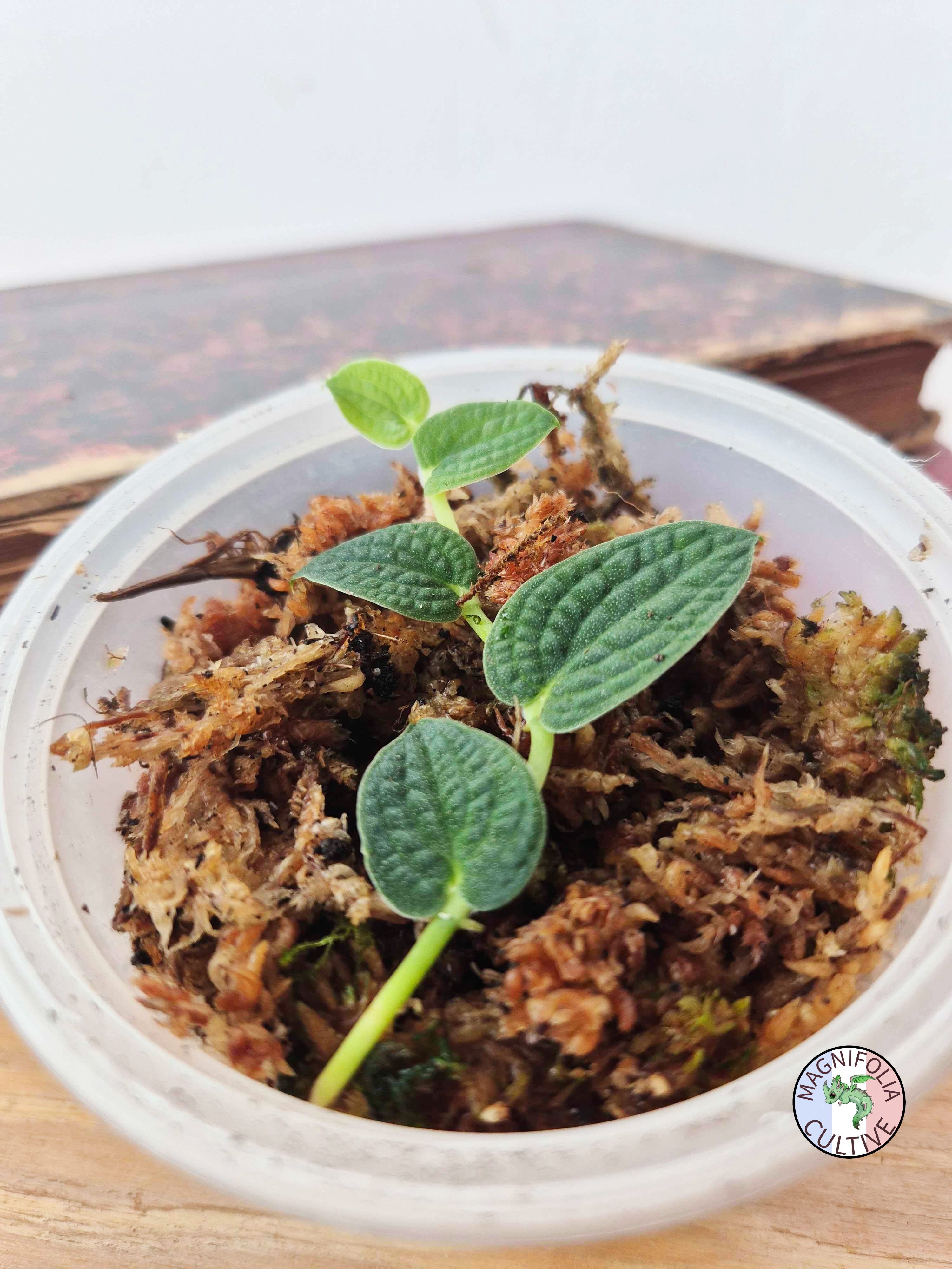 Rhaphidophora tenuis SILVER