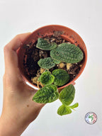 Rhaphidophora tenuis SILVER