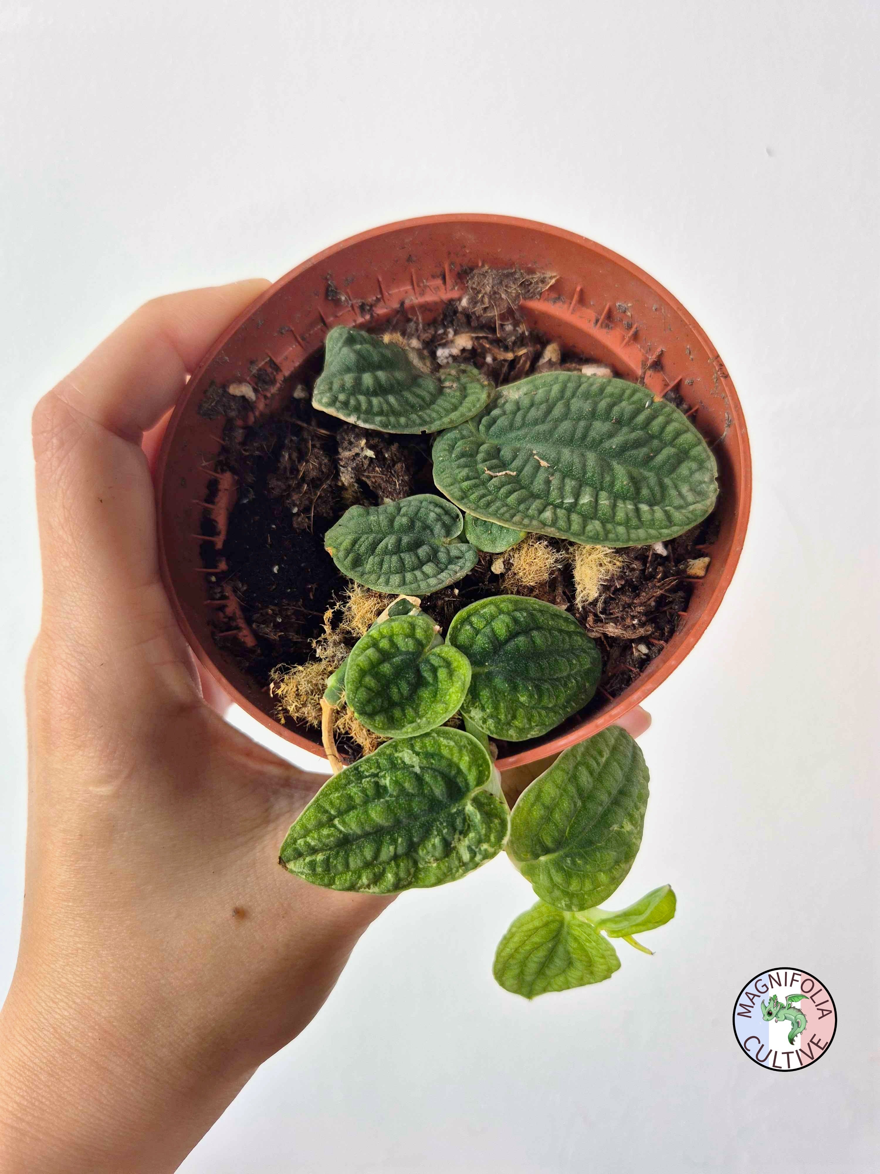 Rhaphidophora tenuis SILVER