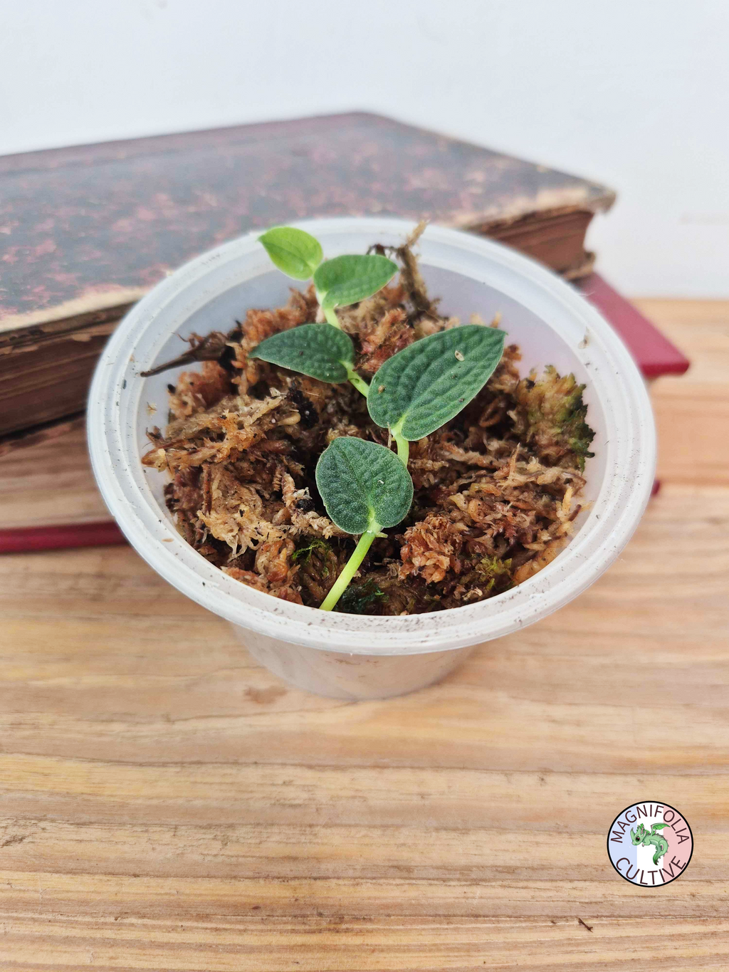 Rhaphidophora tenuis SILVER