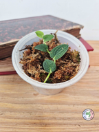 Rhaphidophora tenuis SILVER