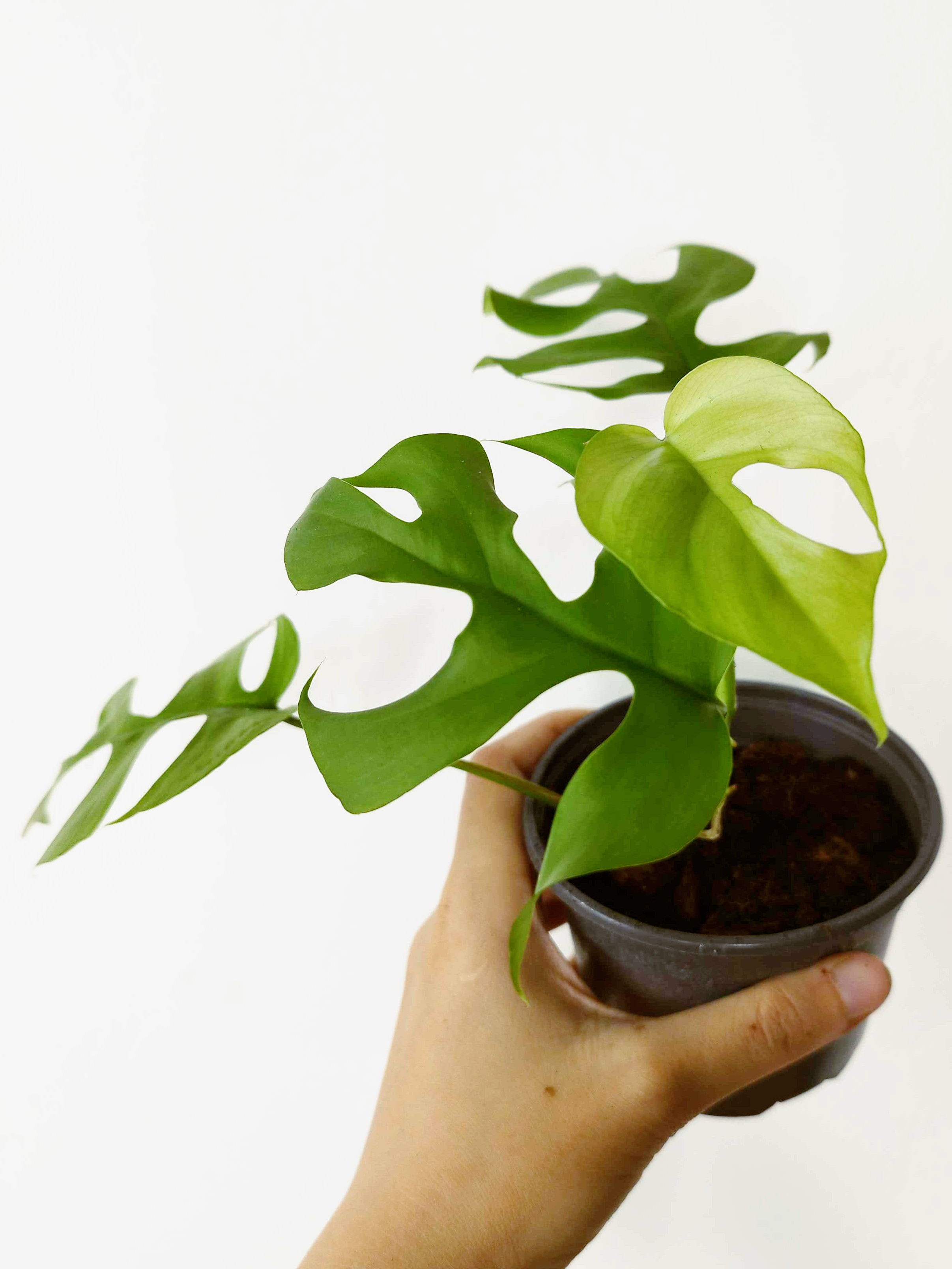Rhaphidophora tetrasperma 'Goldrush'