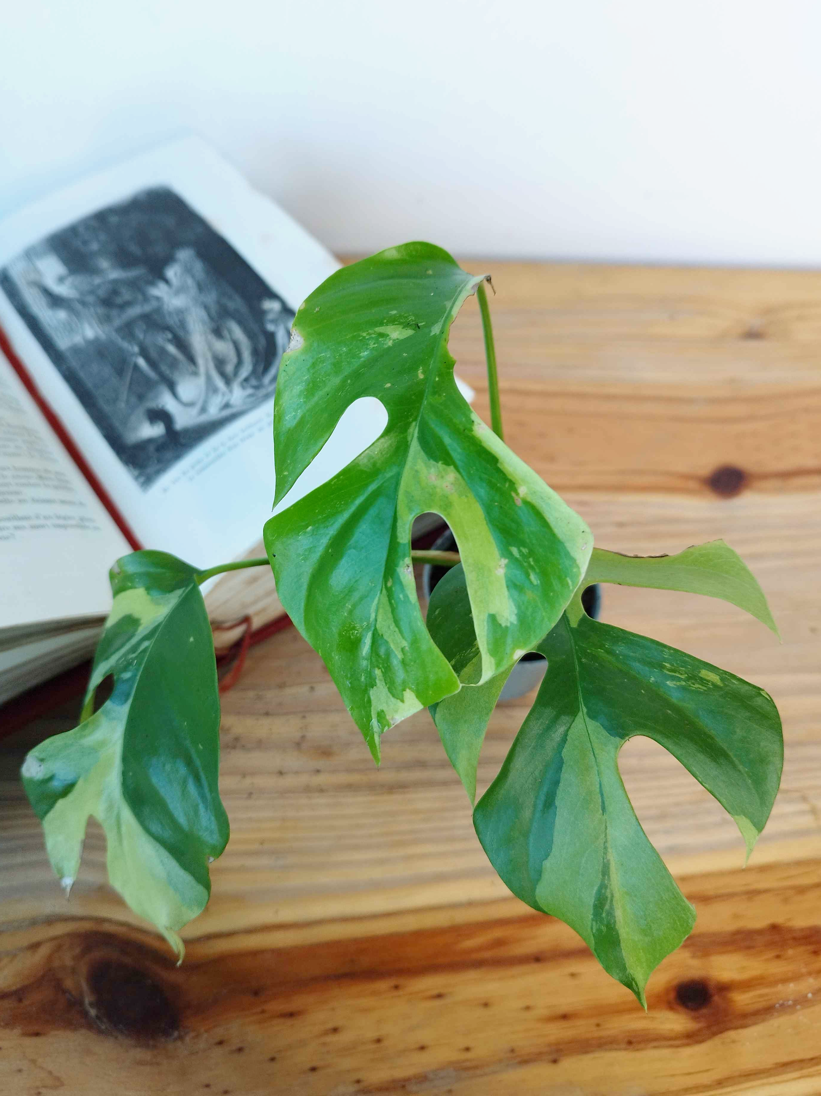 Rhaphidophora tetrasperma 'Variegata'