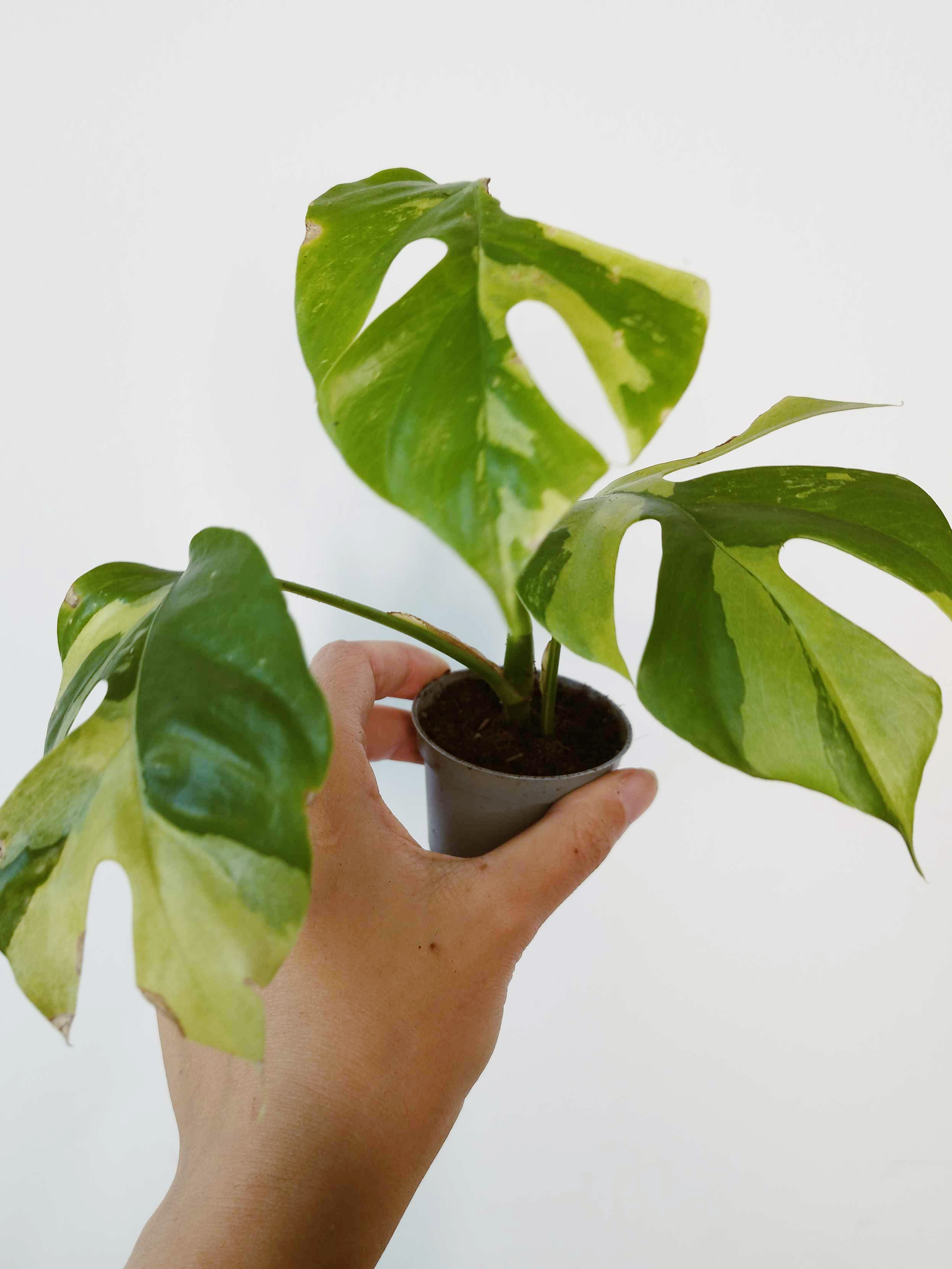 Rhaphidophora tetrasperma 'Variegata'
