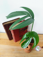 Rhaphidophora decursiva 'Dragon Tail'