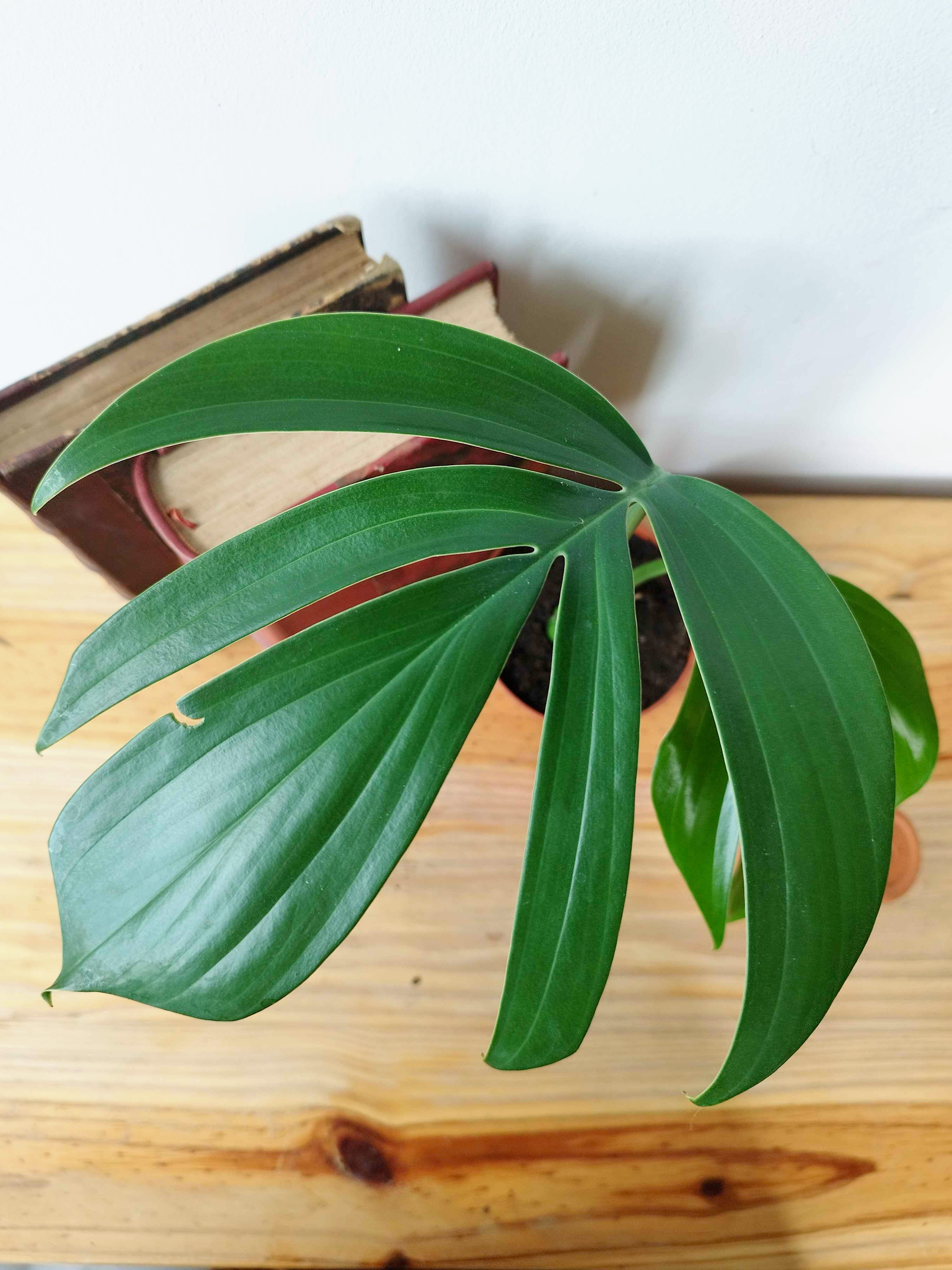 Rhaphidophora decursiva 'Dragon Tail'