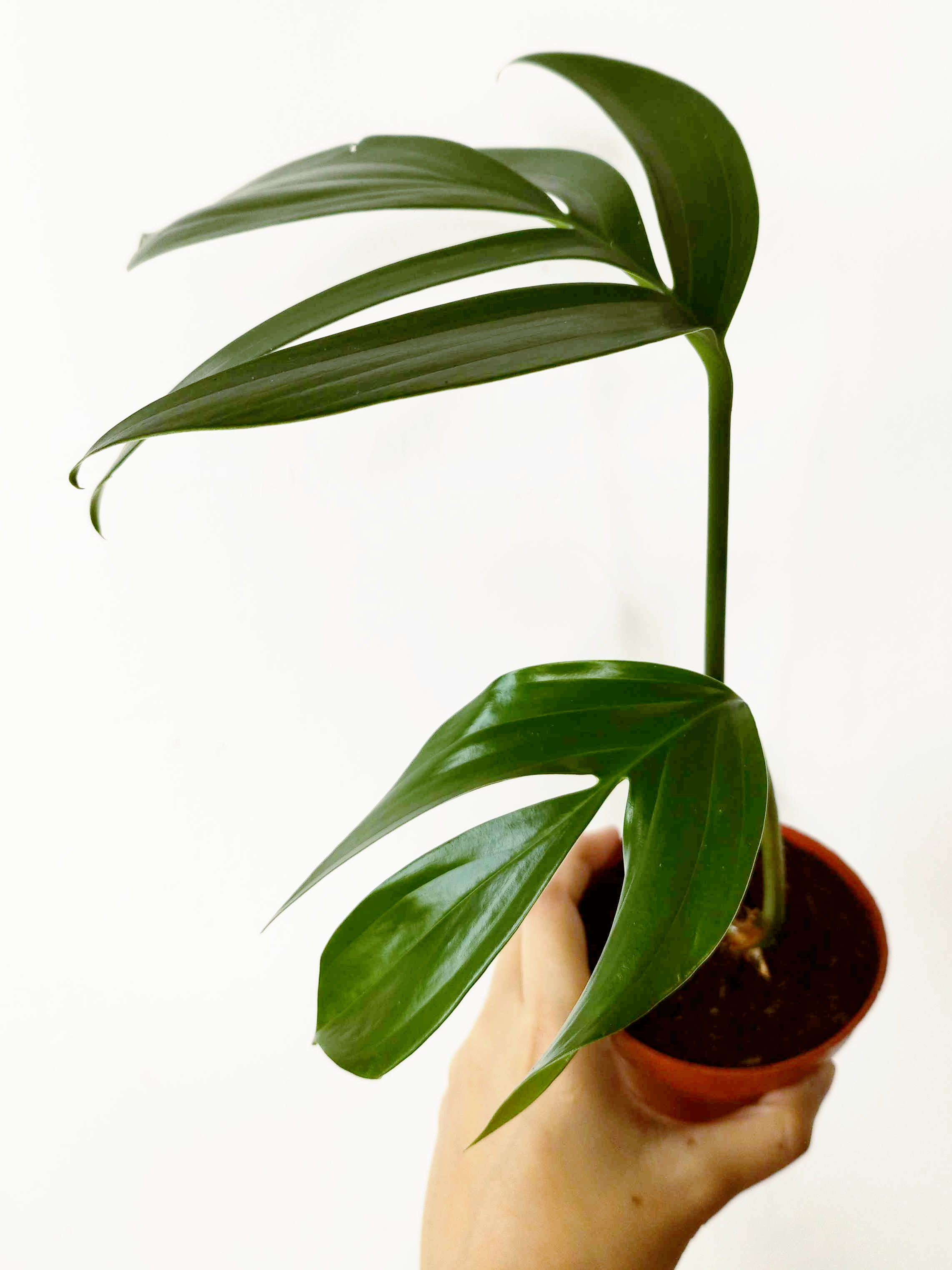 Rhaphidophora decursiva 'Dragon Tail'