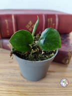 Scindapsus sp. 'Black Mamba'