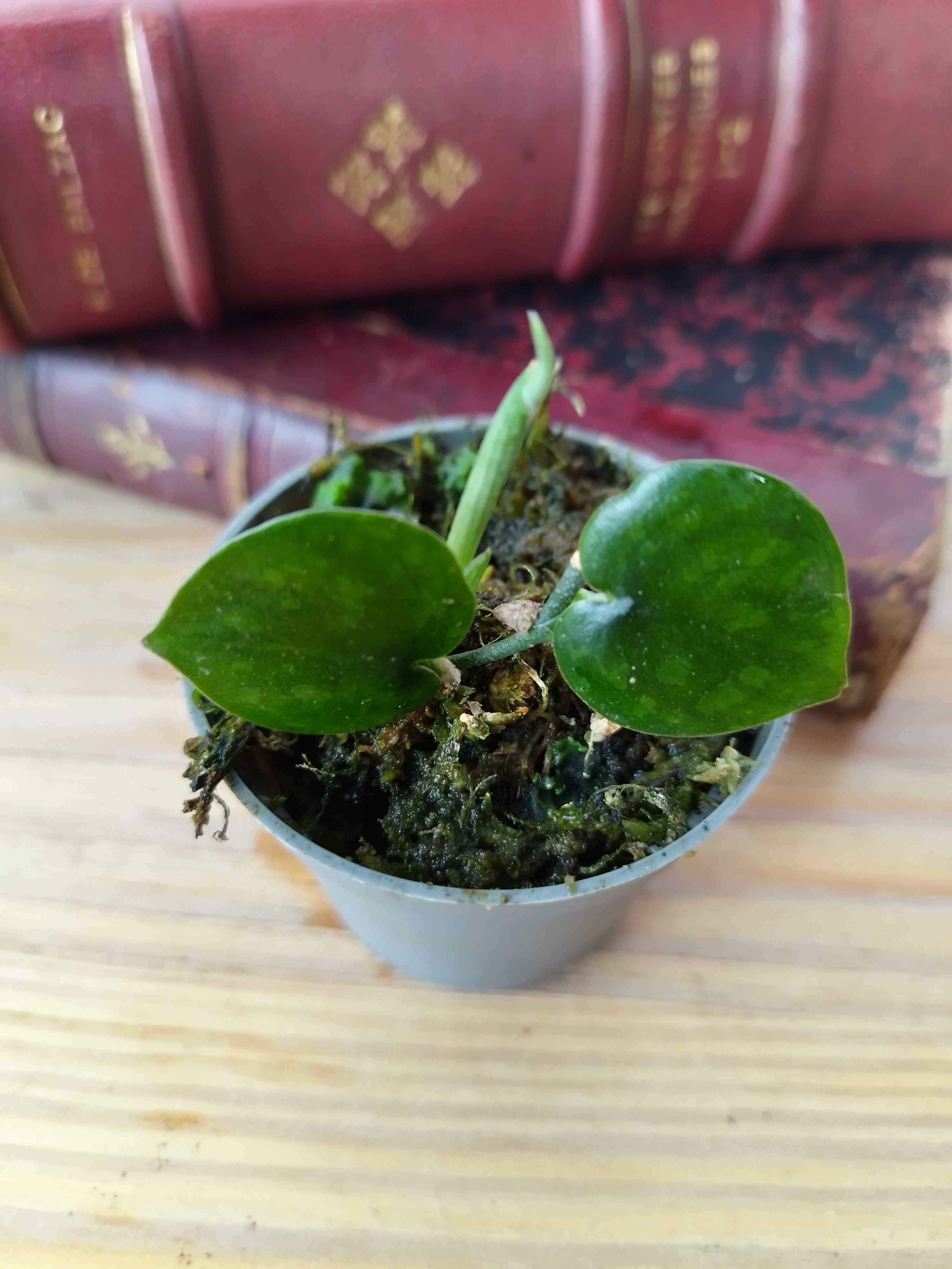 Scindapsus sp. 'Black Mamba'