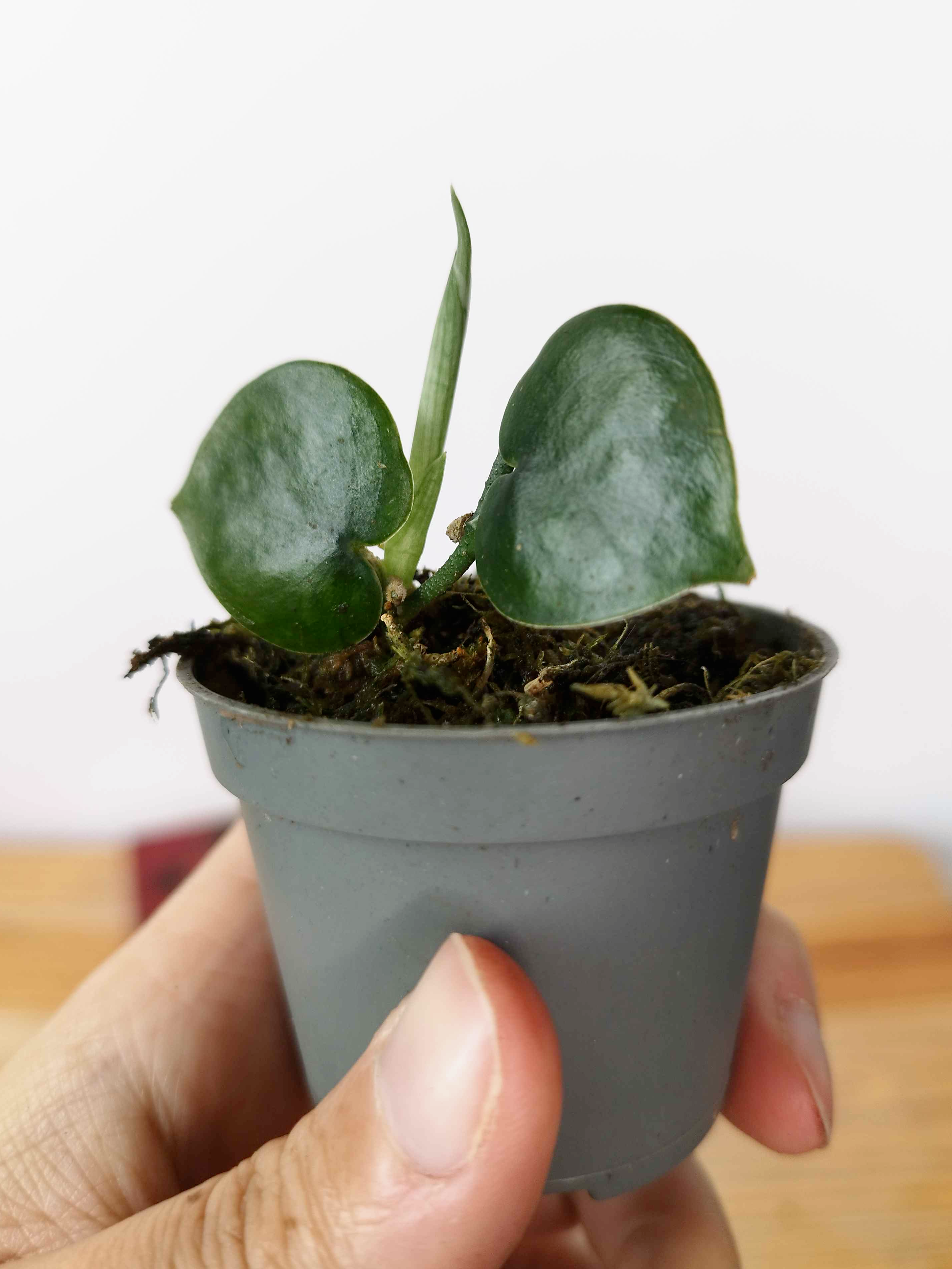 Scindapsus sp. 'Black Mamba'